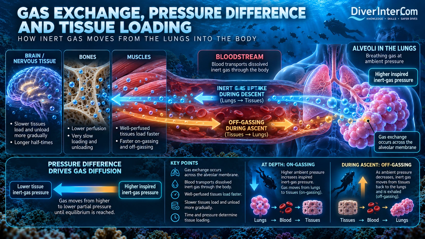 Educational infographic of alveolar gas exchange, transport through blood, and inert gas loading and unloading in muscles, bone and brain, driven by pressure gradients