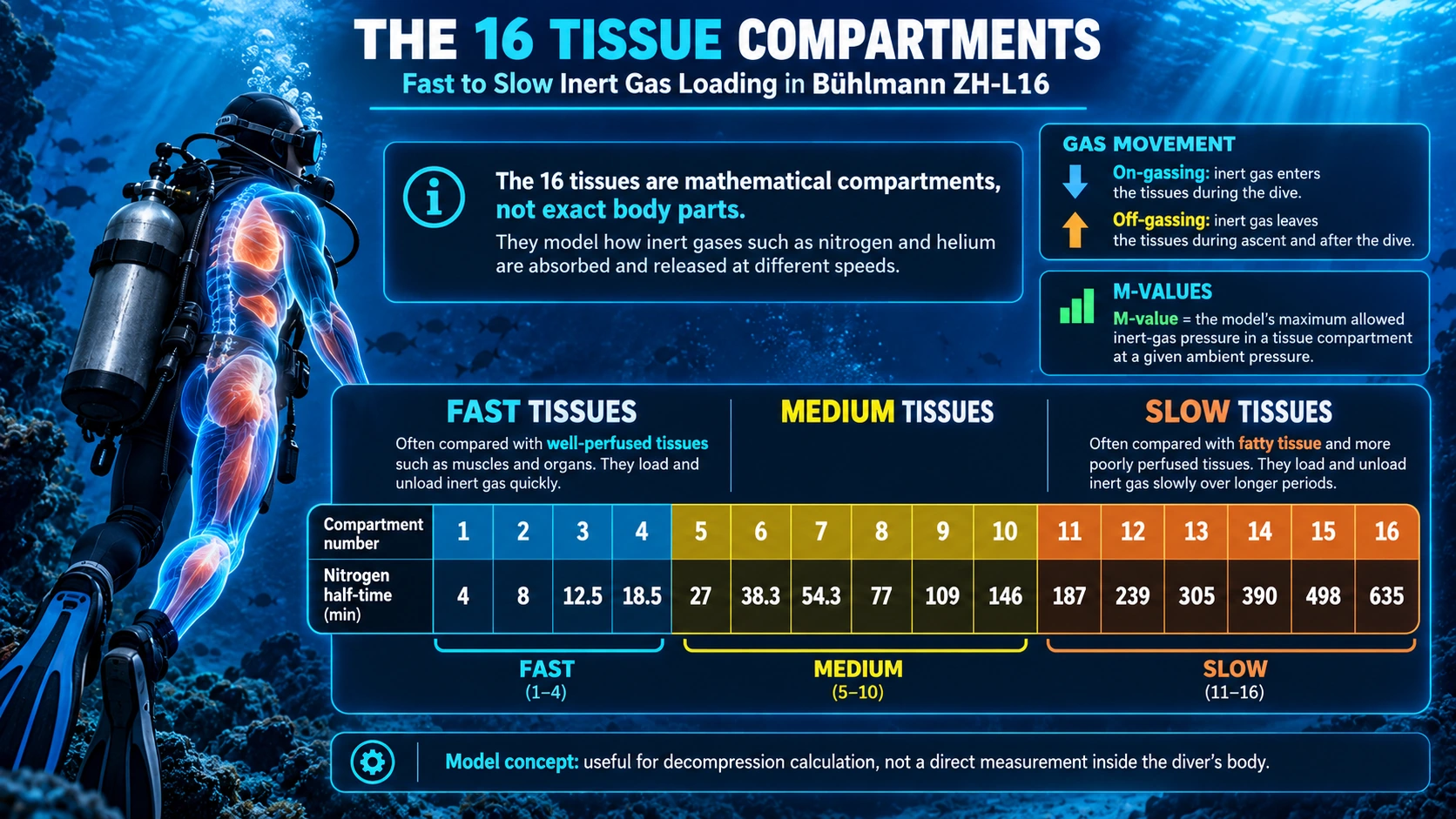 Infographic showing the 16 tissue compartments in Bühlmann ZH-L16 from fast to slow inert gas loading